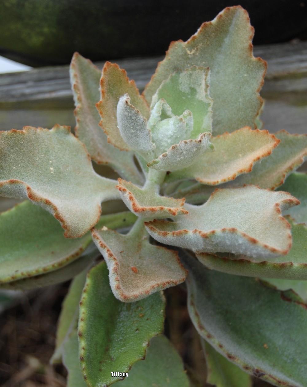 Felt Plant (Kalanchoe beharensis 'Fang') in the Kalanchoes Database