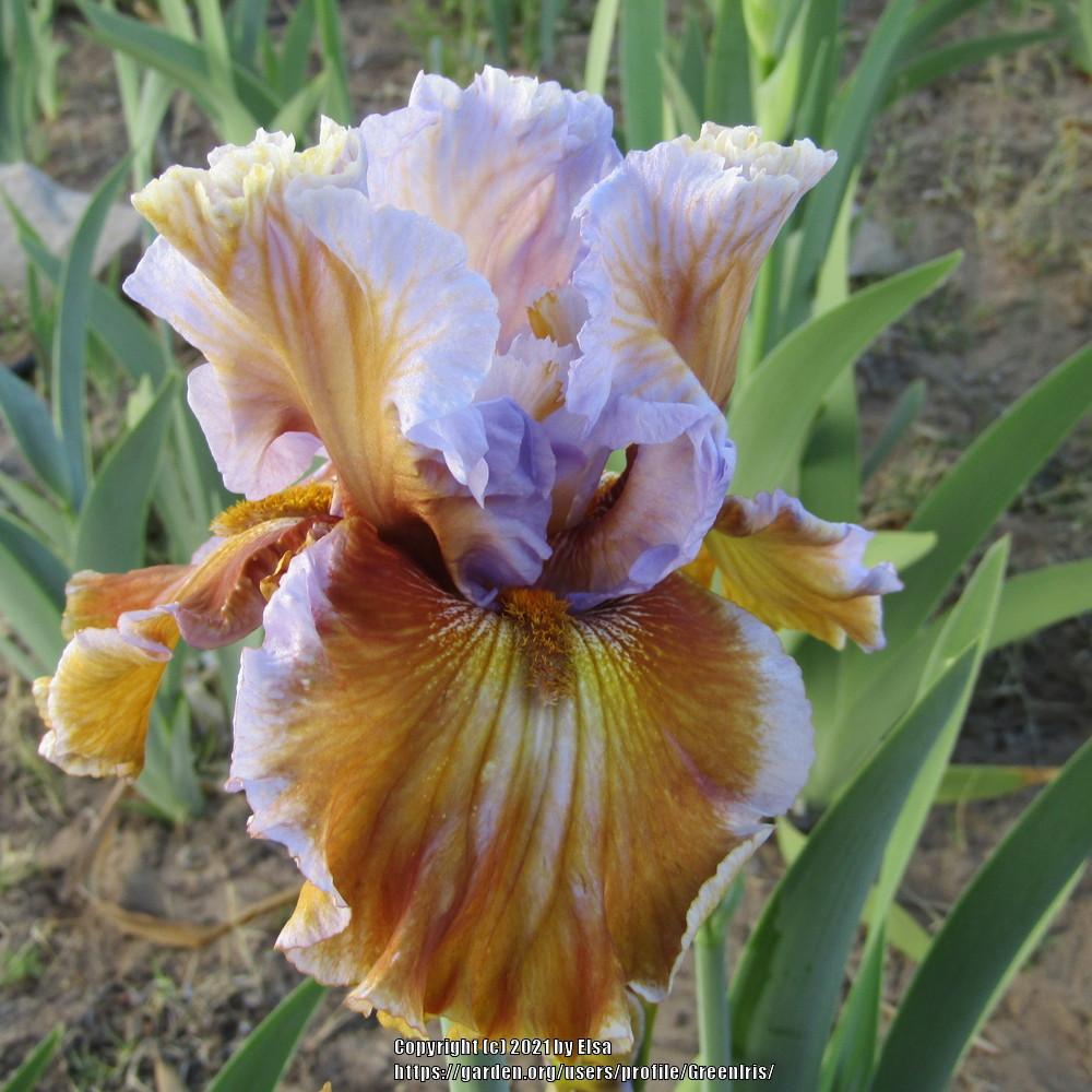 Tall Bearded Iris (Iris 'Ron's Discovery') in the Irises Database