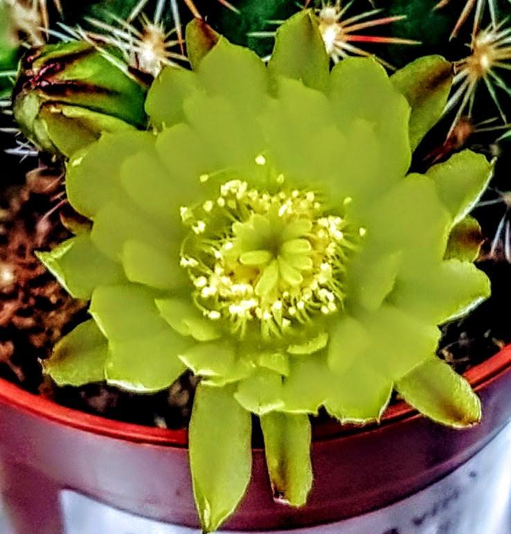 Echinocereus Triglochidiatus cactus Seeds - Pretty Wild Seeds