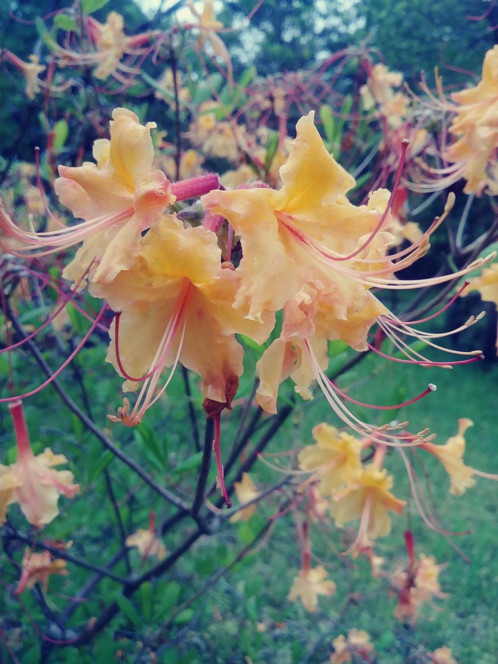 Eastern Native Rhodadendron Rhododendron (Rhododendron eastmanii) in the Rhododendrons Database ...