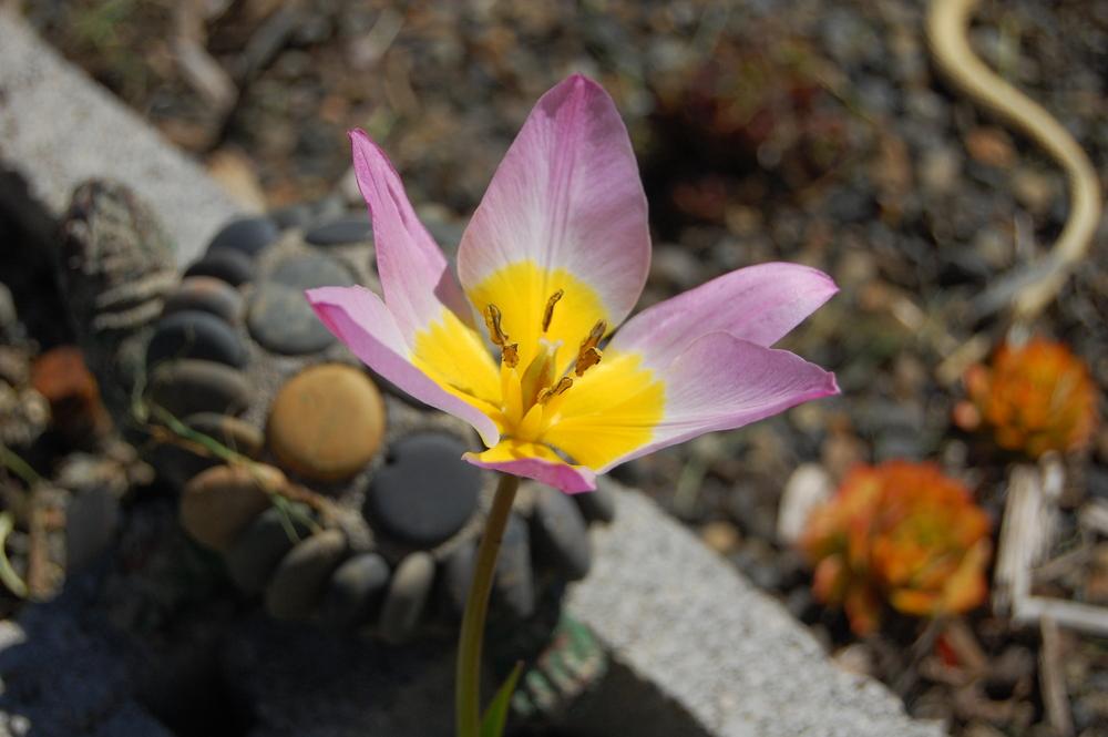 Tulip (Tulipa humilis var. violacea) in the Tulips Database