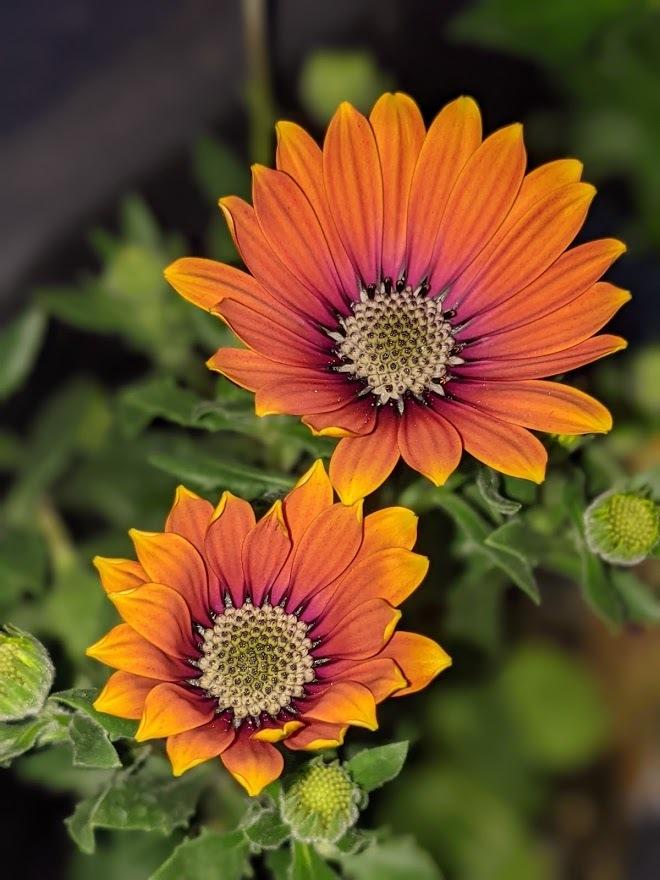 Free Next Day Delivery | Dimorphotheca Mixed Seeds - Excellent Germination