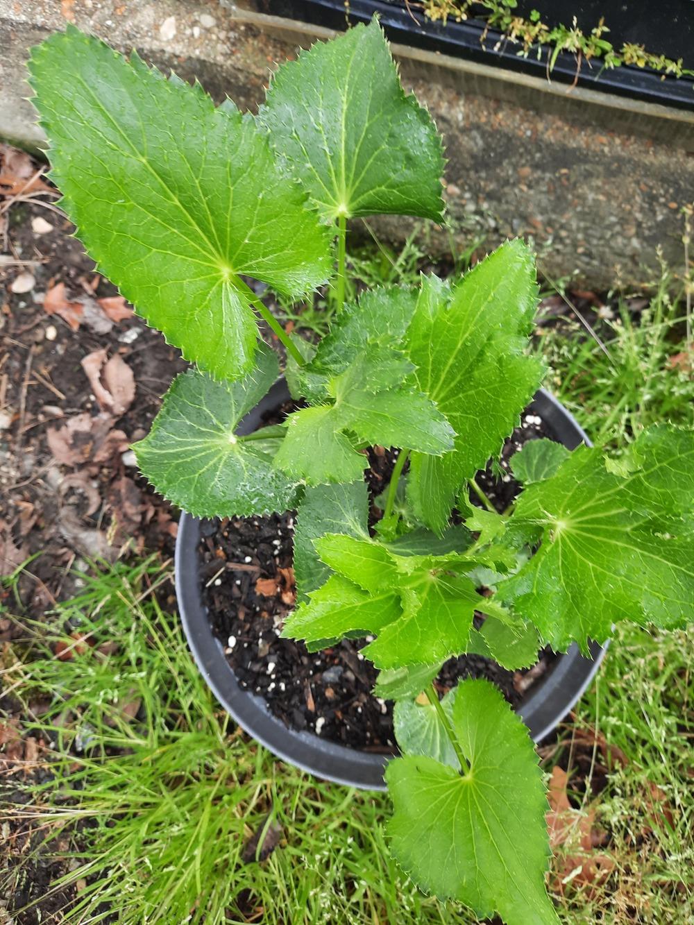 Photo of the leaves of Alpine Sea Holly (Eryngium alpinum) posted by