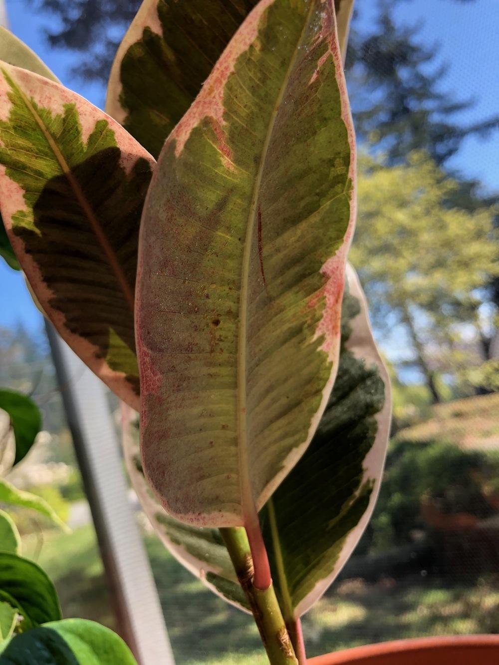 Rubber plant pests? (Please Help!) in the Ask a Question forum