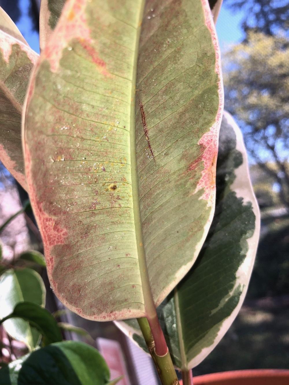 Rubber plant pests? (Please Help!) in the Ask a Question forum