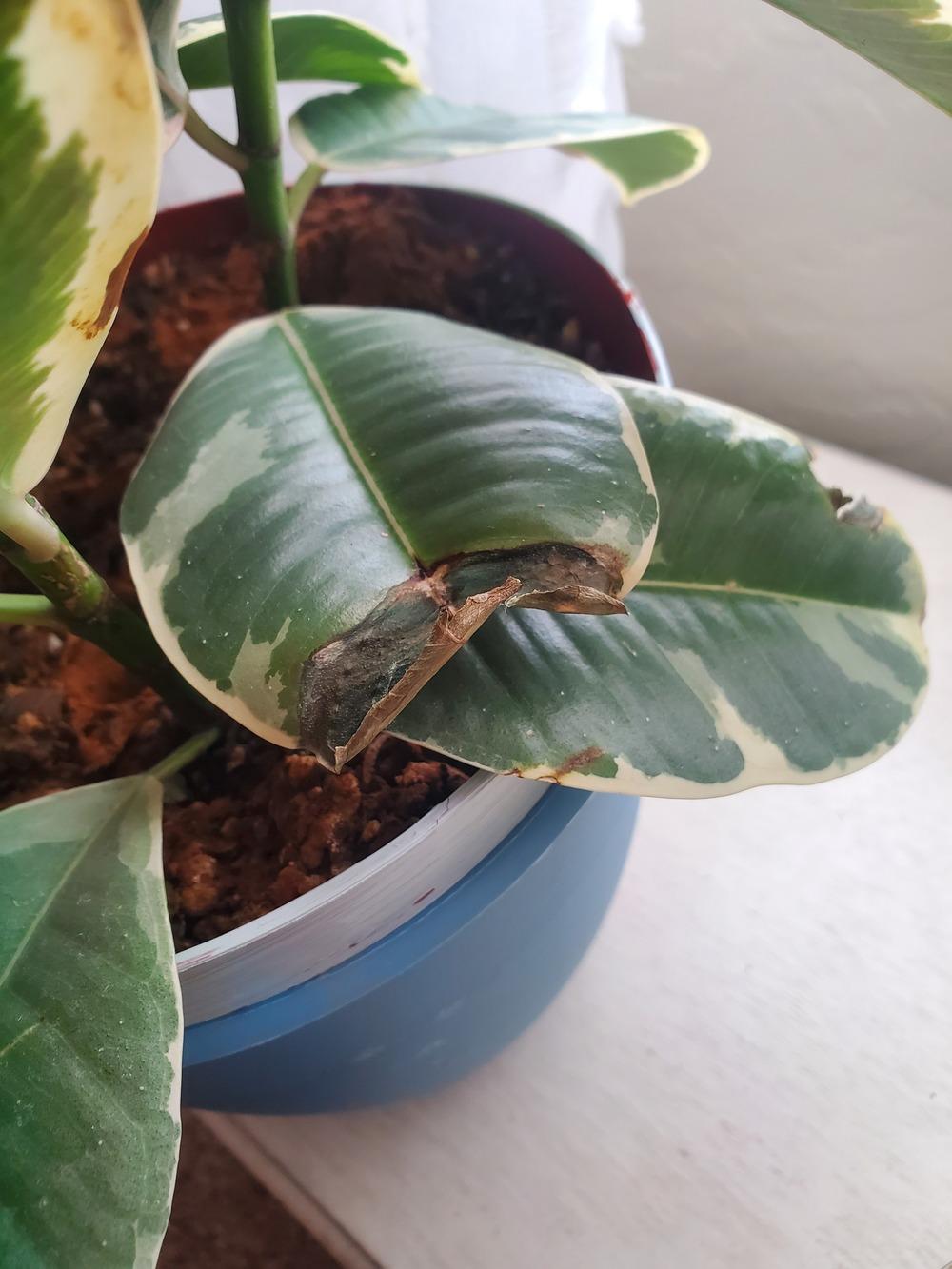 Ficus tineke with brown spots in the Ask a Question forum