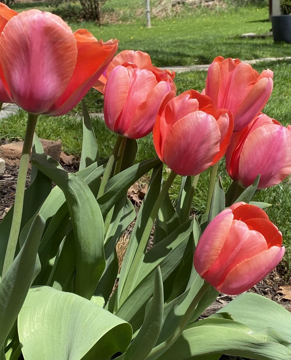 Photo of the entire plant of Darwin Hybrid Tulip (Tulipa 'Apricot Impression') posted by Humbolt