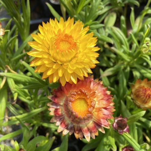 Strawflower (Xerochrysum bracteatum 'Cottage Yellow')