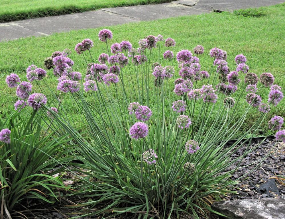 Onions Plant Care and Collection of Varieties