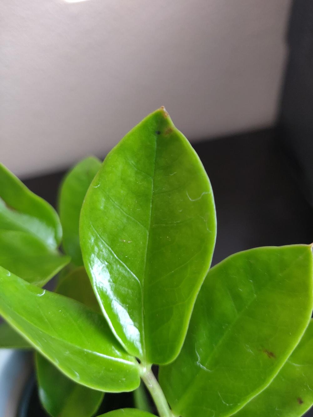 ZZ Plant With Brown Leaf Tips in the Houseplants forum