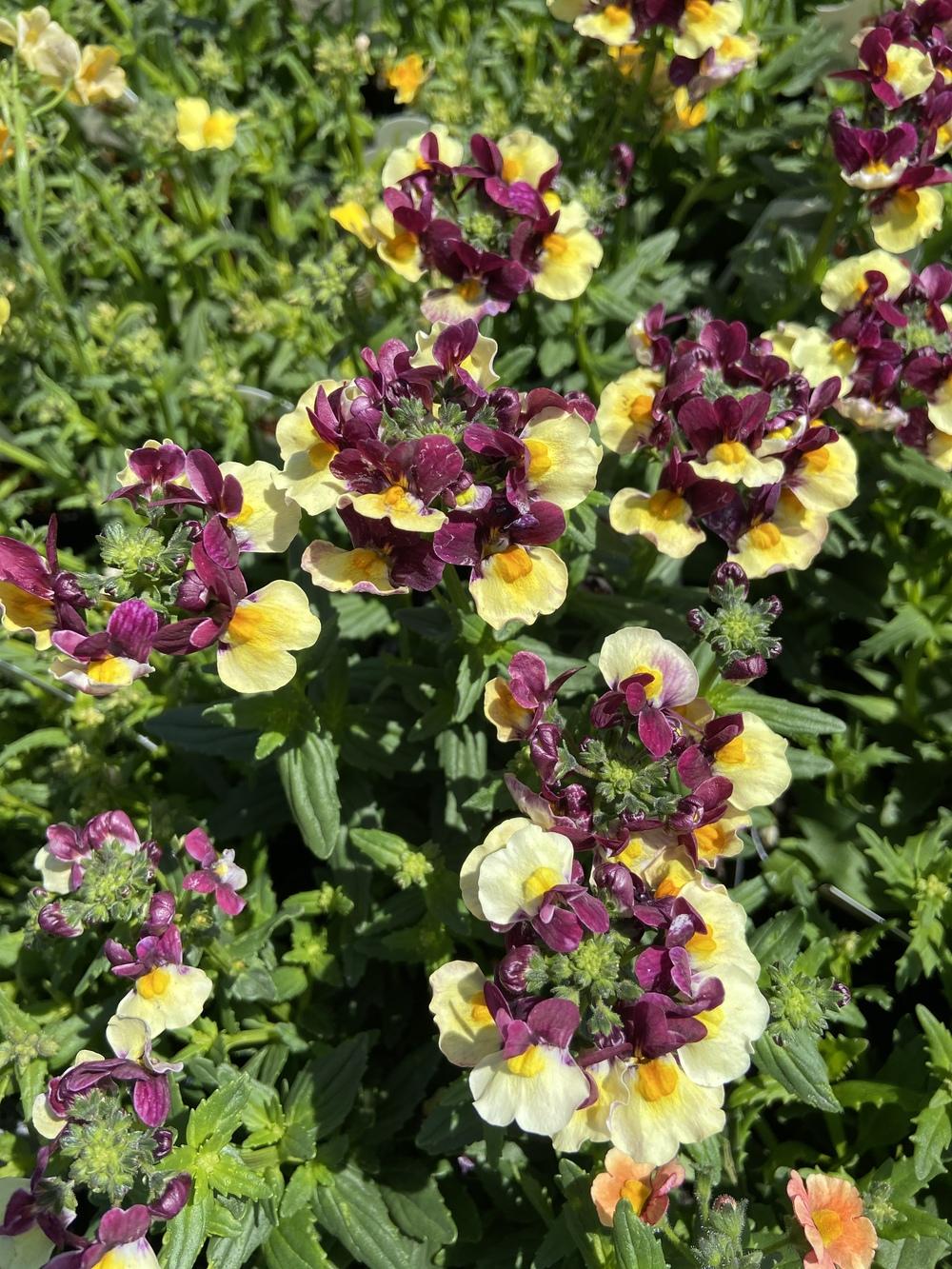 Nemesia (Nemesia fruticans Escential™ Raspberry Lemonade)