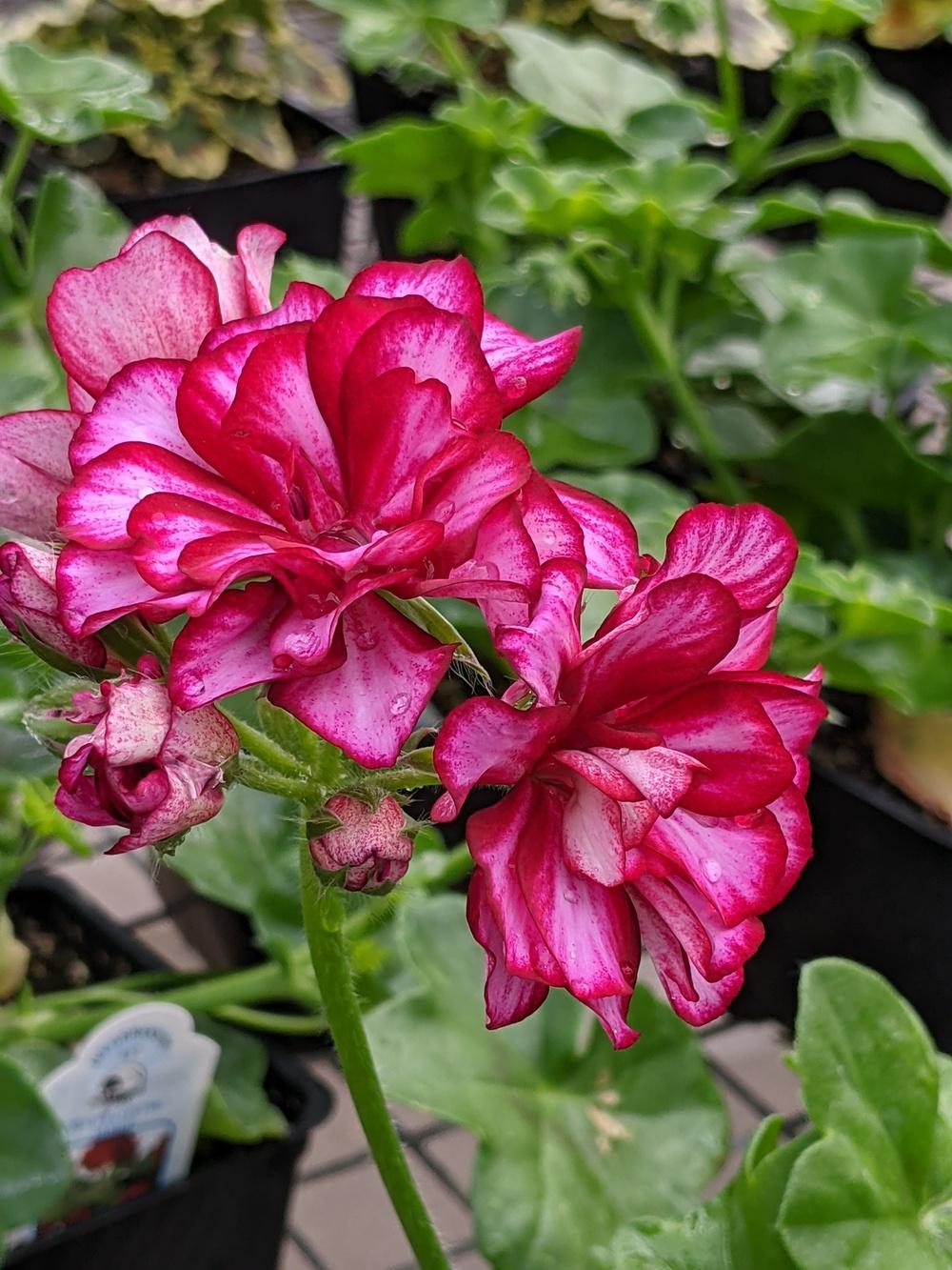 Ivy Geranium (Pelargonium Great Balls of Fire™ Burgundy Blaze) in the