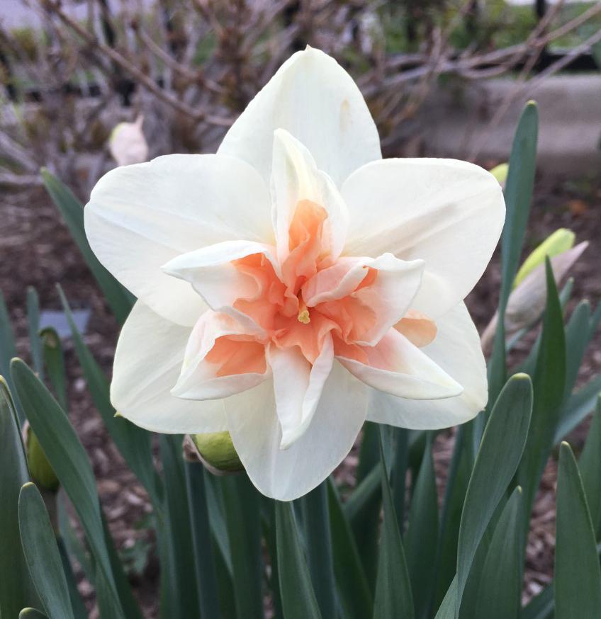 Double Daffodil (Narcissus 'Peach Swirl') in the Daffodils Database - Garden.org