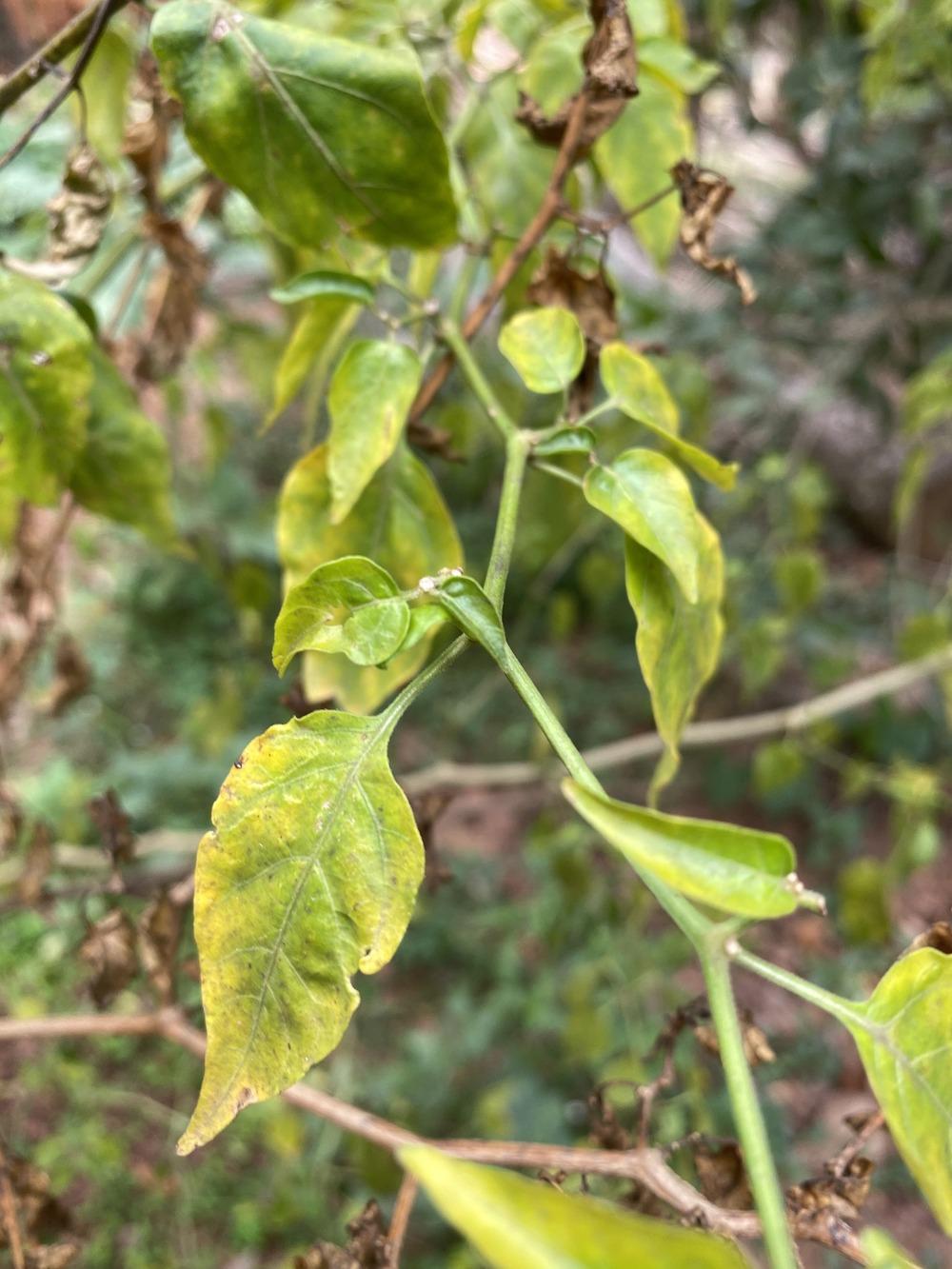 Bird's eye chilli Plant Turning Yellow in the Ask a Question forum