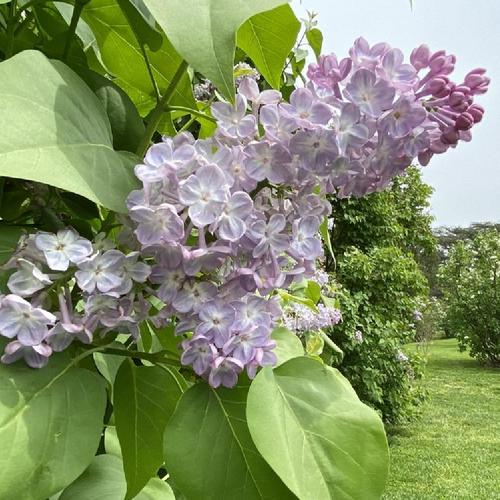 Common Lilac (Syringa vulgaris 'General Sherman') in the Lilacs