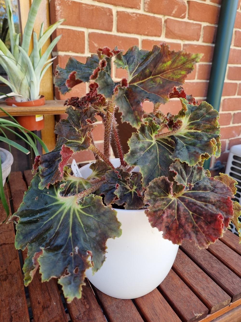 Begonia 'Brown Pleats' in the Begonias Database