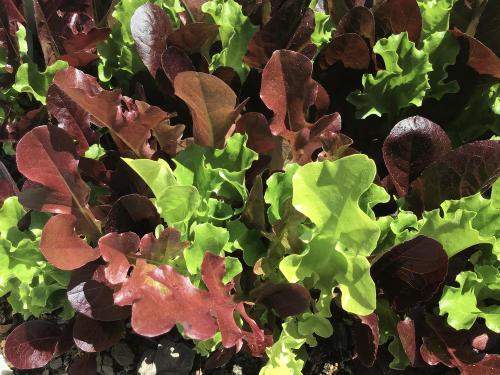 Uploaded by gardenfish