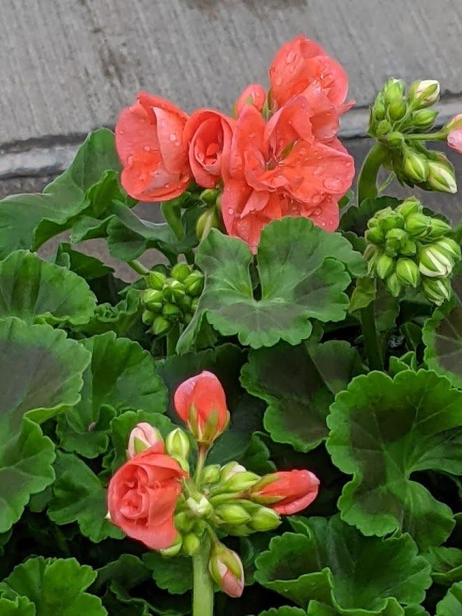 Fish Geranium (Pelargonium x hortorum Americana® Dark Salmon) in the