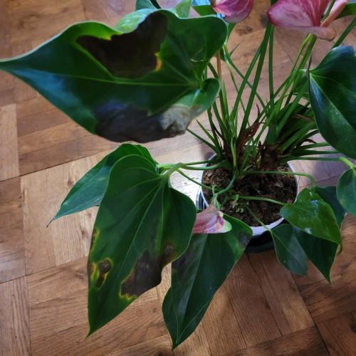 Anthurium leaves turning yellow and brown in the Houseplants forum