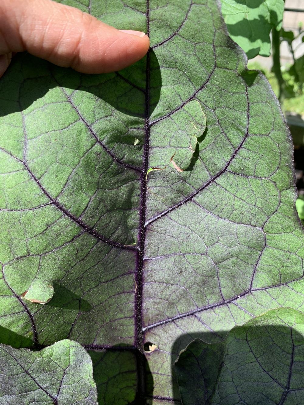 Eggplant leaves with slits on them in the Ask a Question forum