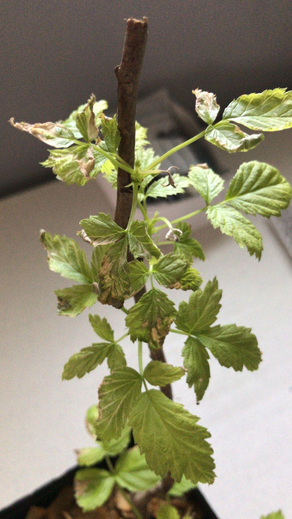 Bronign Raspberry Raspberry leaves browning in the Ask a Question forum - Garden.org