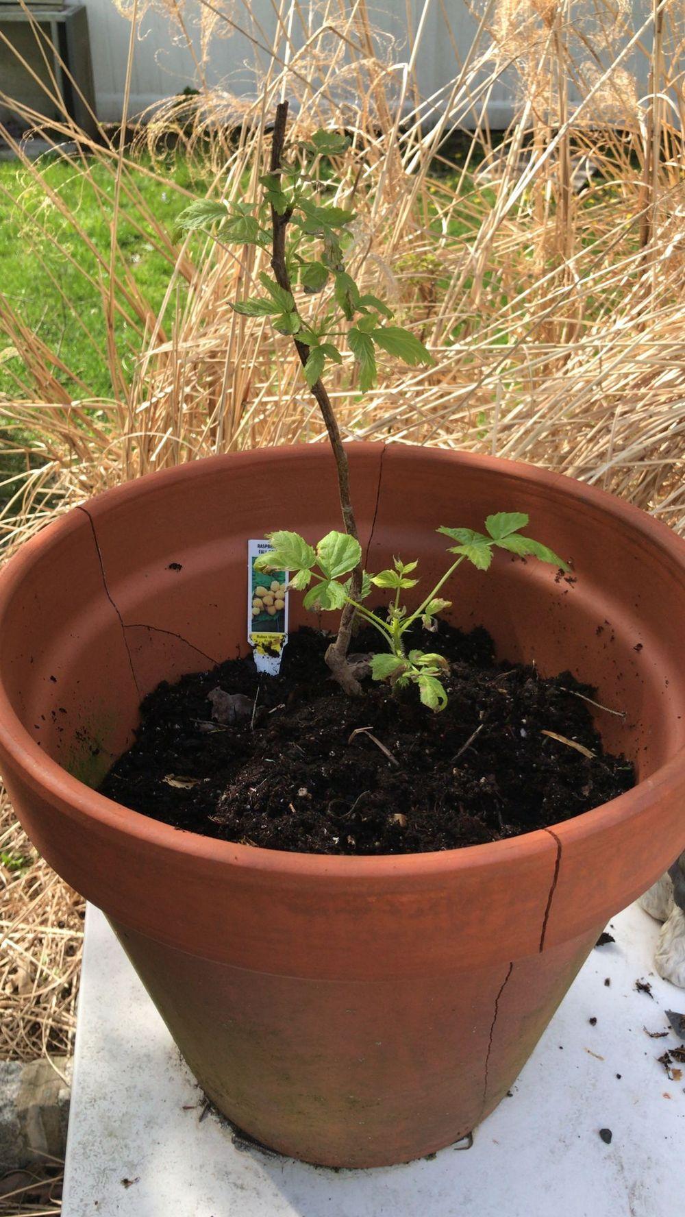Bronign Raspberry Raspberry leaves browning in the Ask a Question forum - Garden.org