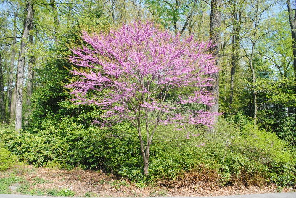 Ace Of Hearts Redbud Tree on Sale head.hesge.ch