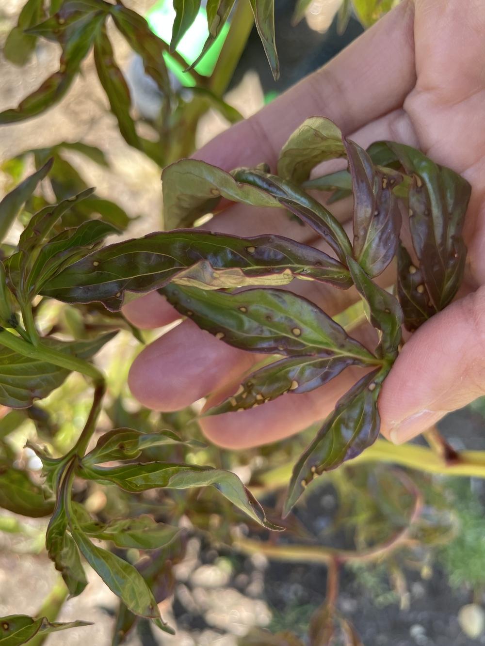 Curled red tinged peony leaves and yellow spots? in the Peonies forum