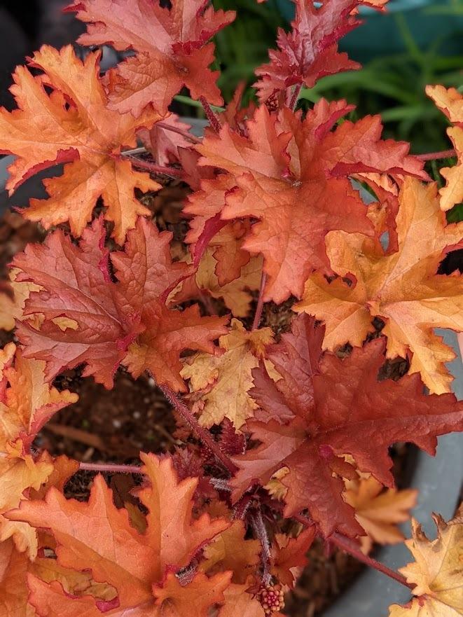 Coral Bells (Heuchera 'Zipper') in the Coral Bells Database