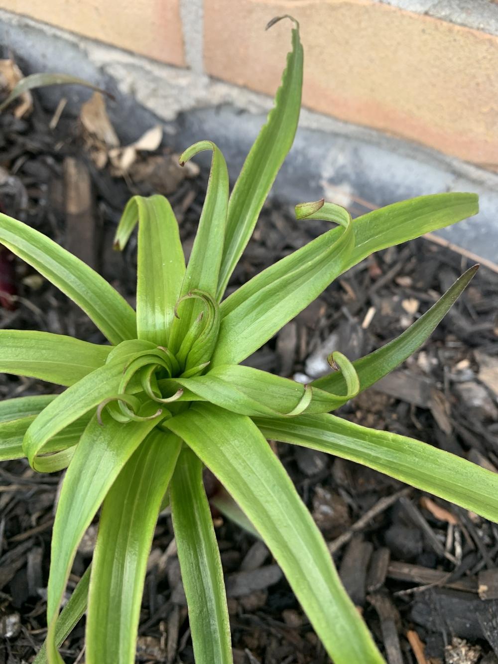 Lily leaves curling in the Lilies forum