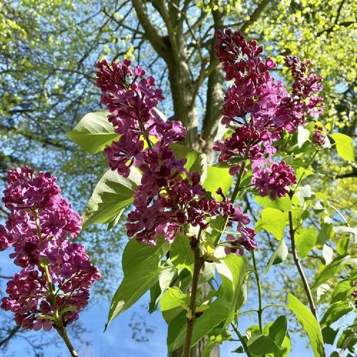 Common Lilac (Syringa vulgaris 'Paradise') in the Lilacs Database