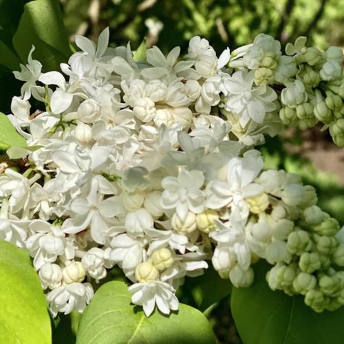 Common Lilac (Syringa vulgaris 'Mme. Casimir Perier') in the Lilacs