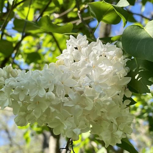 Common Lilac (Syringa vulgaris 'Mme. Abel Chatenay') in the Lilacs