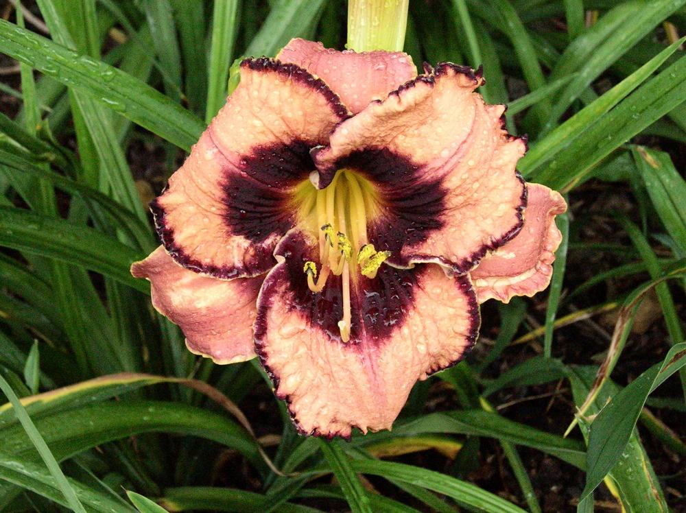 Photo of the bloom of Daylily (Hemerocallis 'Awesome Blossom') posted
