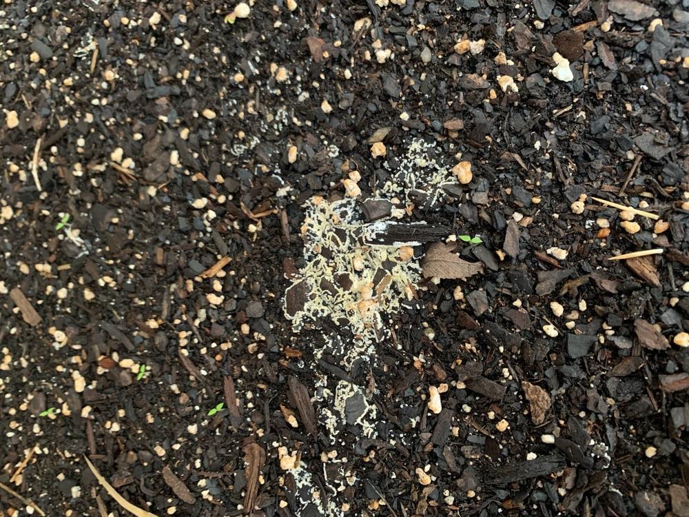 Mold in Raised Beds? in the Ask a Question forum