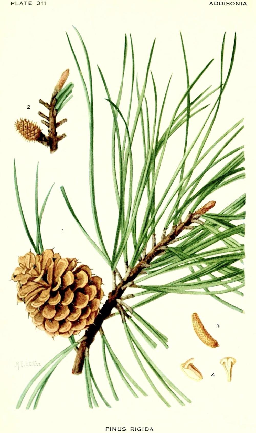 Photo of the documentation of Northern Pitch Pine (Pinus rigida) posted