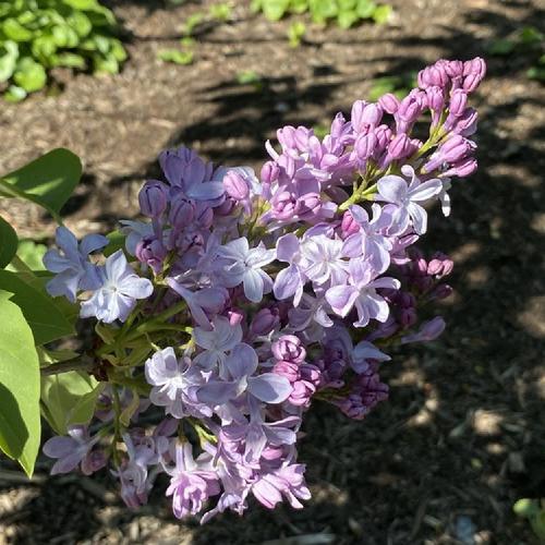 Common Lilac (Syringa vulgaris 'Tombouctou') in the Lilacs Database