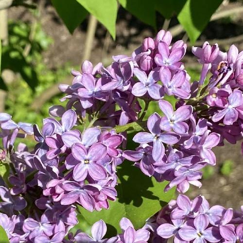 Common Lilac (Syringa vulgaris 'Royal Blue') in the Lilacs Database