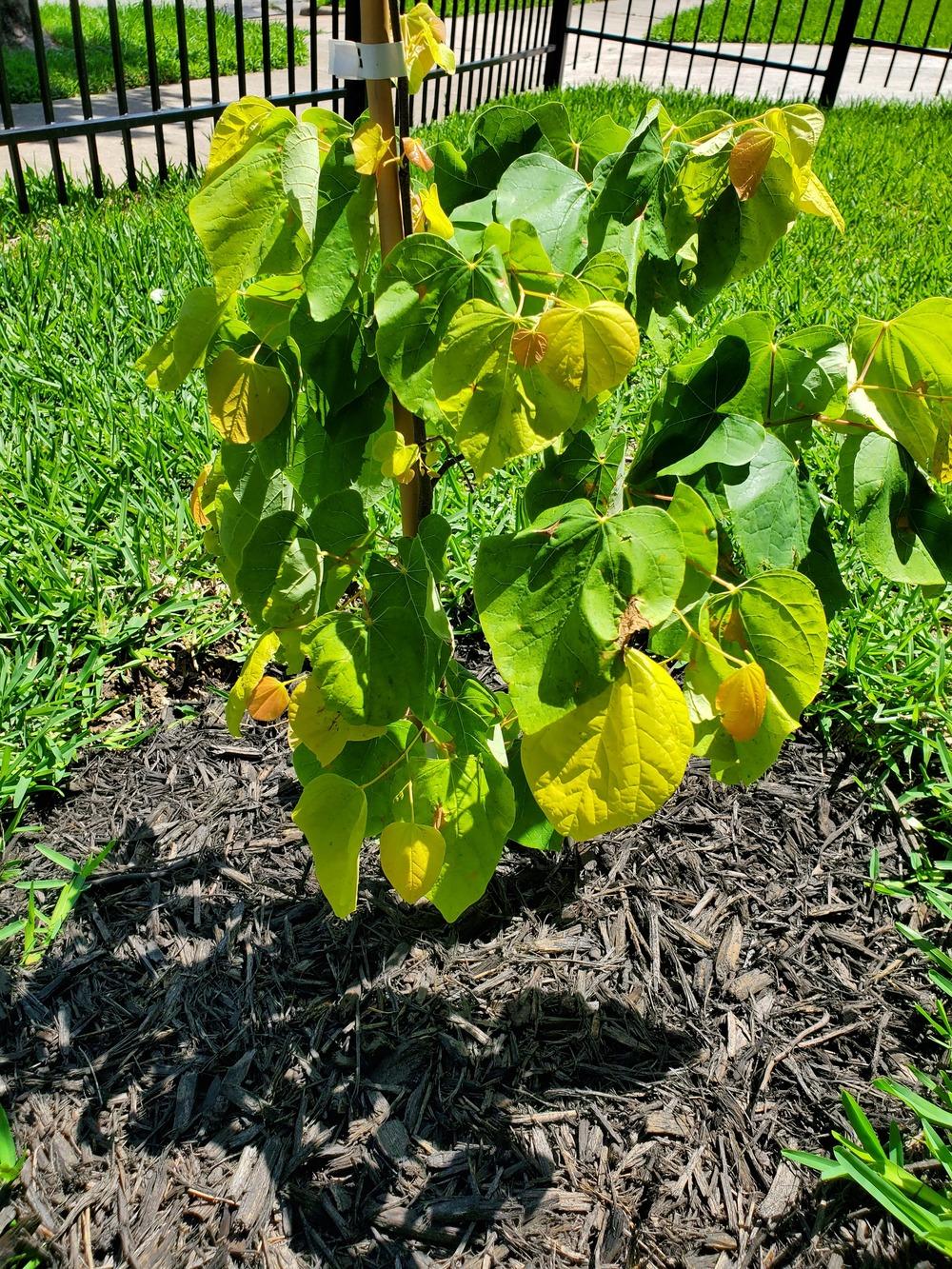 Wilting Rising redbud in the Ask a Question forum
