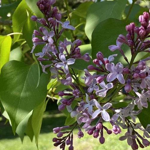 Common Lilac (Syringa vulgaris 'Danton') in the Lilacs Database