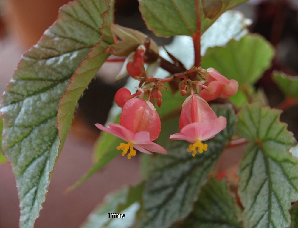 Begonia 'Frosty' in the Begonias Database