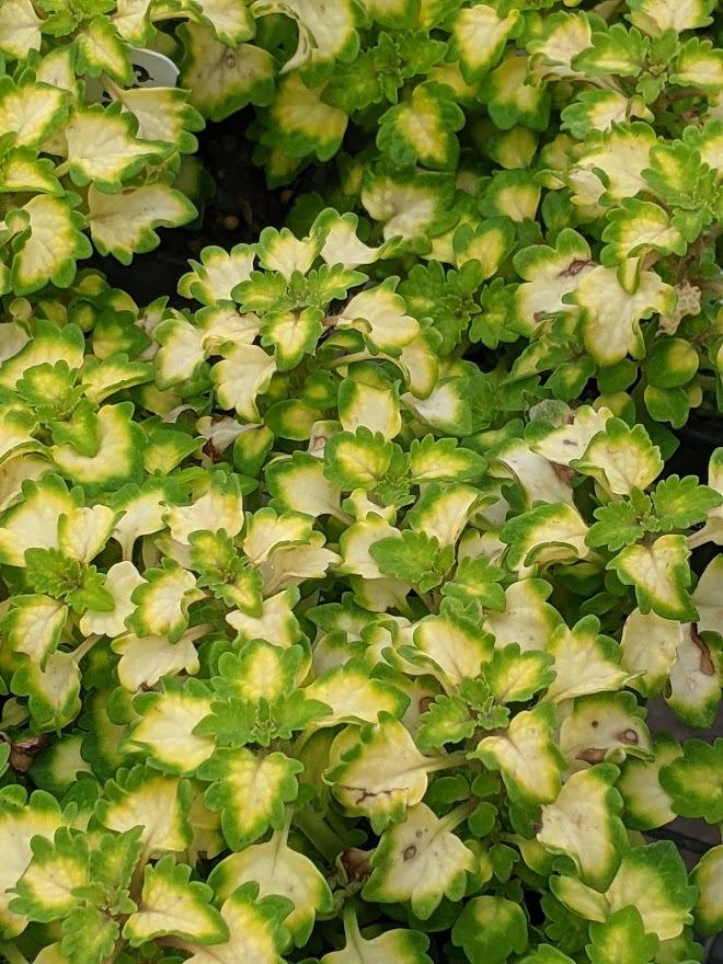 Coleus (Coleus scutellarioides 'Great Falls Yosemite') in the Coleus