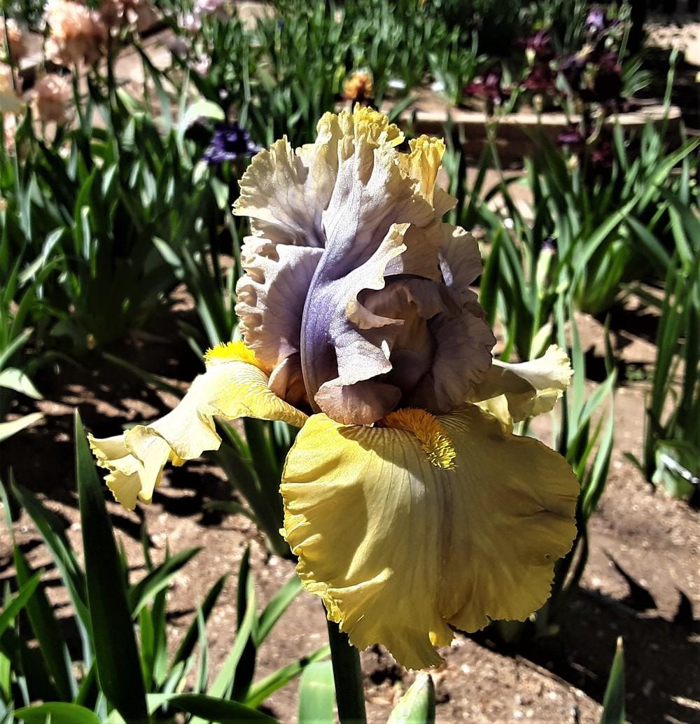 Photo of the bloom of Tall Bearded Iris (Iris 'Let Evening Come