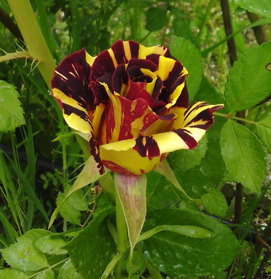 Photo of the bloom of Rose (Rosa ‘Hocus Pocus’) posted by