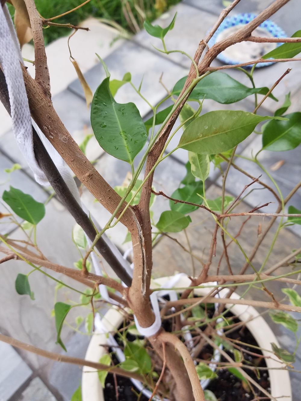 Weeping Fig Losing Leaves in the Ask a Question forum