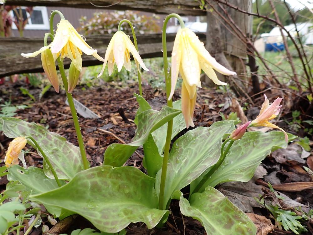 Erythroniums Plant Care and Collection of Varieties