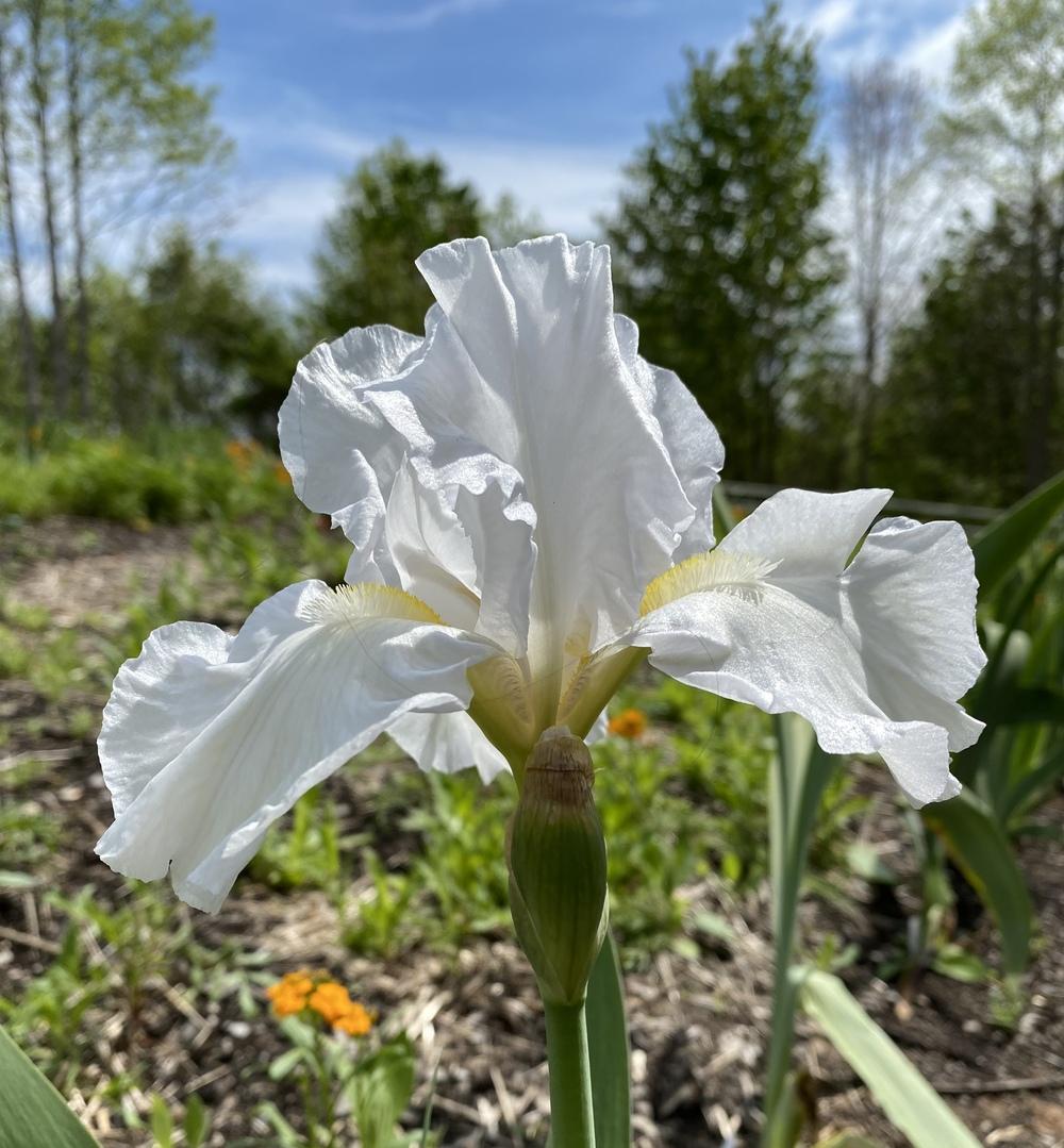 Tall Bearded Iris (Iris 'Snow Parasol') in the Irises Database