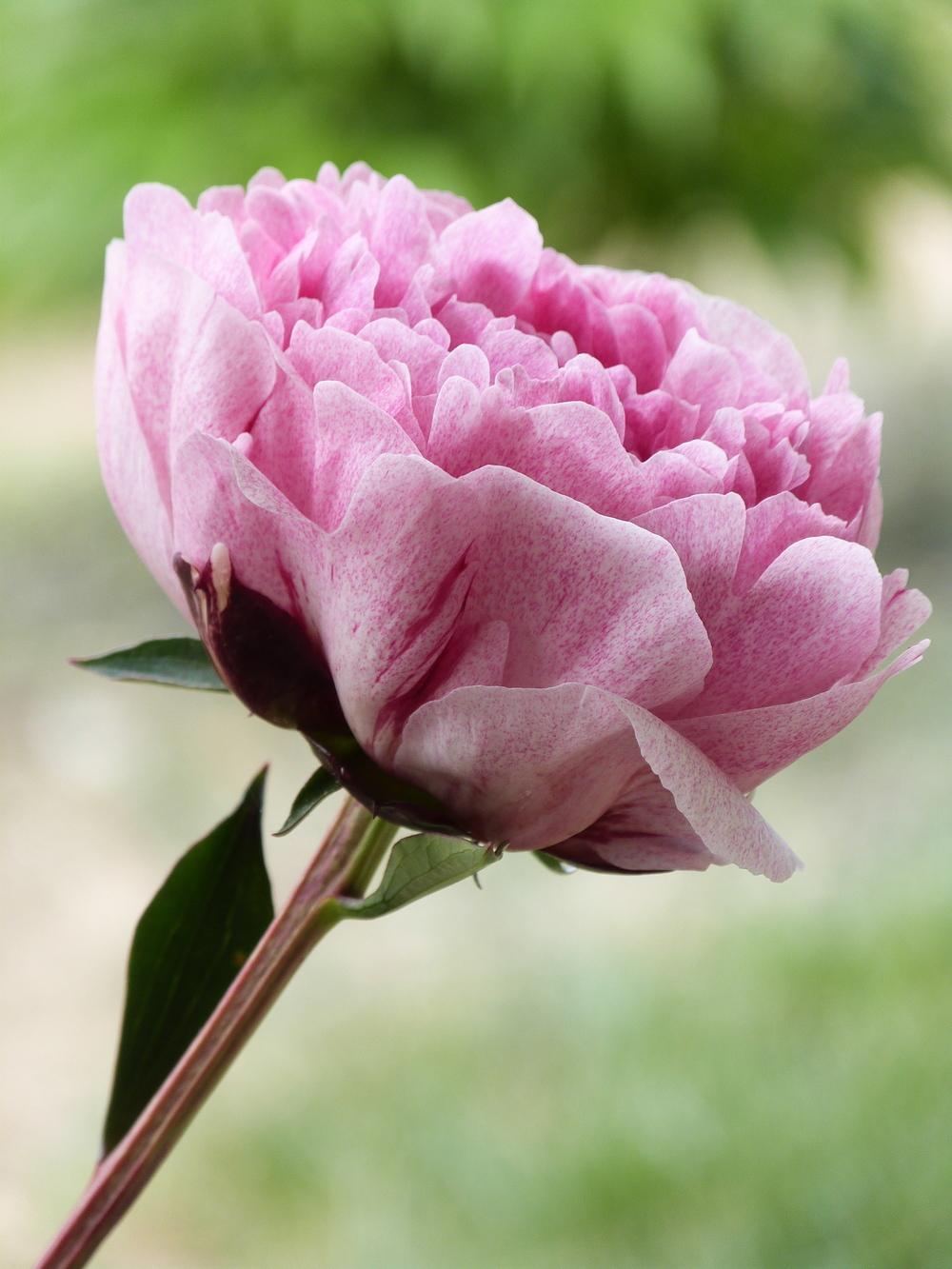 Chinese Peony (Paeonia lactiflora 'The Fawn') in the Peonies Database