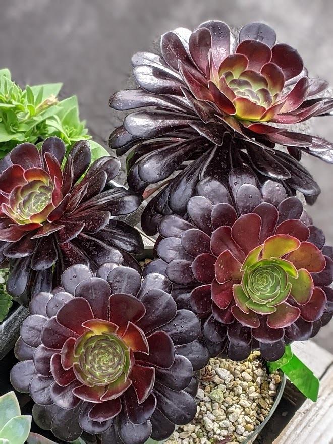 Black Rose (Aeonium arboreum 'Zwartkop') in the Aeoniums Database