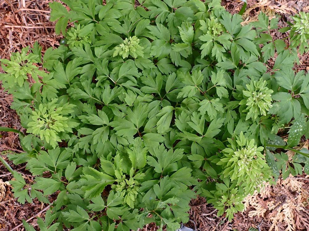 Wood Anemone (Anemone nemorosa 'Viridiflora')